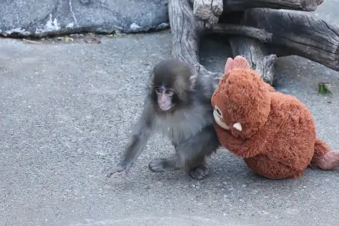 Zoológico divulga comunicado após macaco abandonado pela mãe